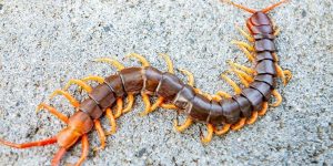 centipede-crawling-on-pavement.v9