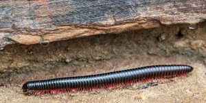 millipedes